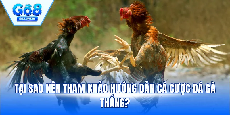 Tại sao nên tham khảo hướng dẫn cá cược đá gà thắng?